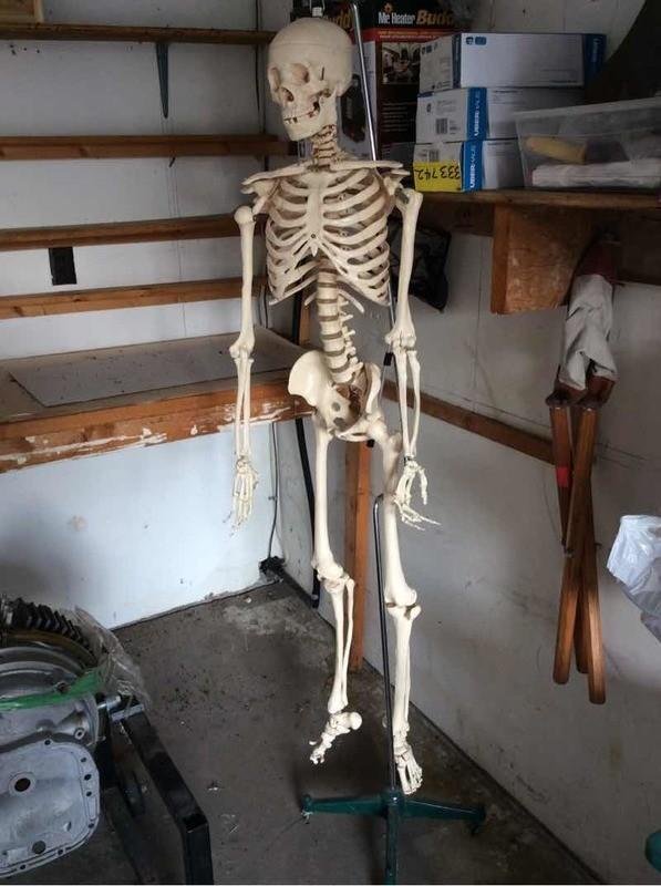 Skeleton